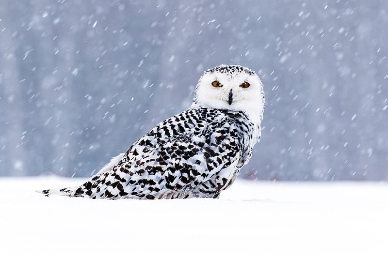 White Owl In Snow , owl, birds, snow, HD wallpaper