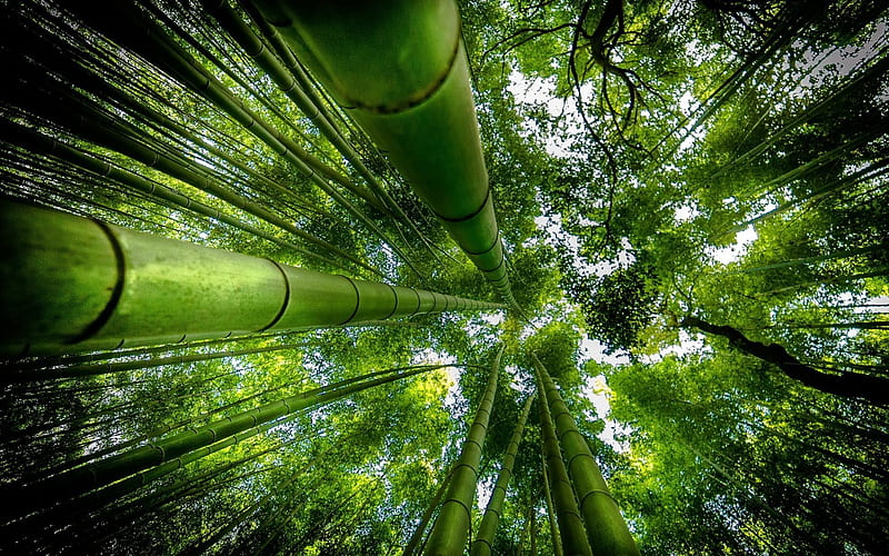 bamboo, forest, jungle, tall bamboo, HD wallpaper