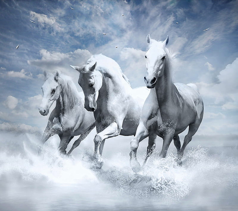 White Horses, horse, HD wallpaper