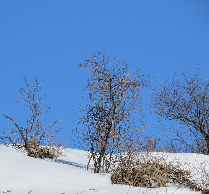 leafless tree on snow covered ground under blue sky during daytime, HD wallpaper