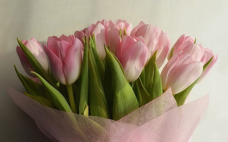 For my dear Welcha, flower, amazing, pink, tulip, HD wallpaper