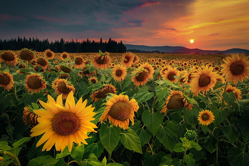 sunflowers, flowers, field, forest, HD wallpaper