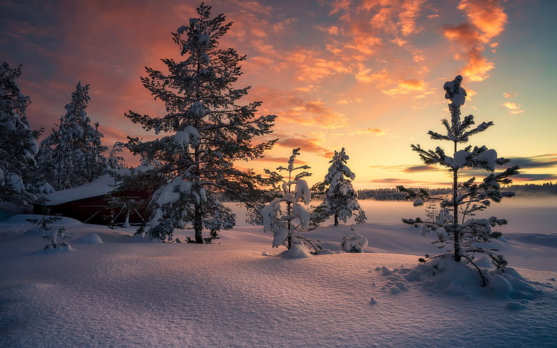 winter, morning, sunrise, forest, winter landscape, snow, Norway, HD wallpaper