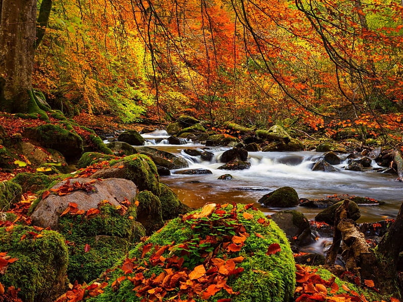 Forest Fall, forest, autumn, leaves, moss, waterfall, nature, trees, HD ...