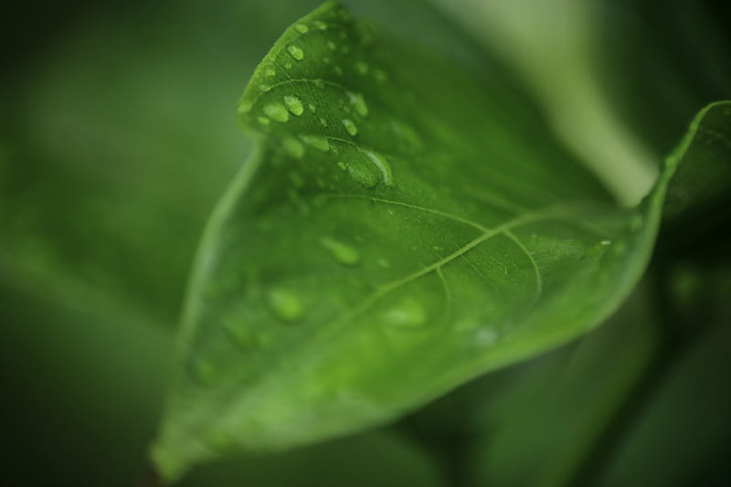 Water Droplets On Green Leaf Hd Wallpaper Peakpx