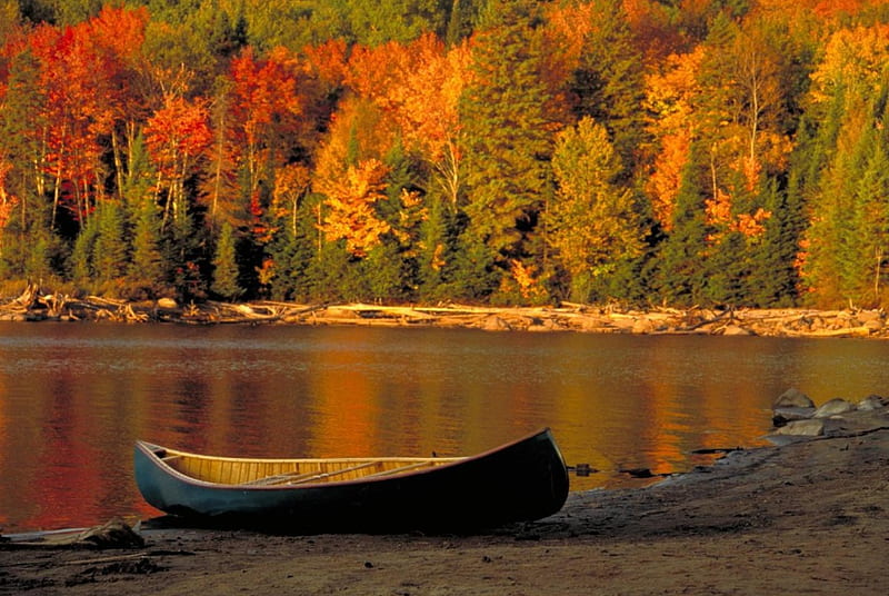 Algonquin Provincial Park, autumn, leaves, water, boat, colors, reflection, HD wallpaper