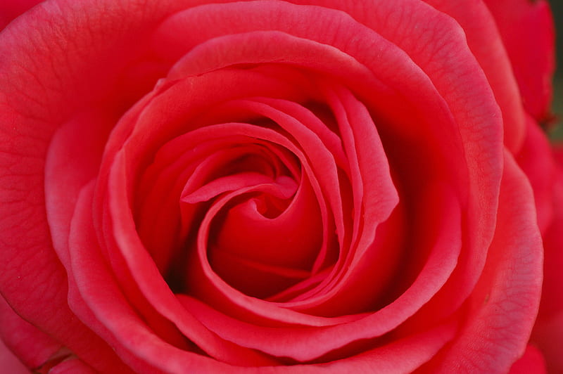 Spiral Beauty, red, rose, spiral, flower, effect, beauty, nature ...
