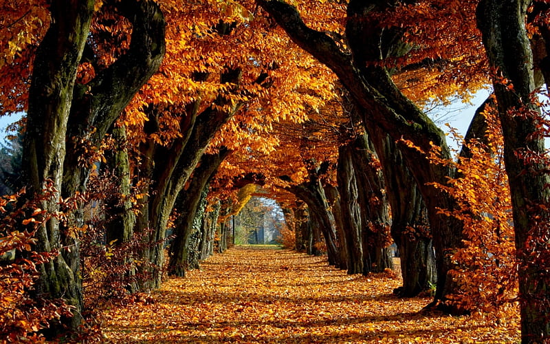 autumn archway of tree's, autumn, leaves, trees, orange, HD wallpaper