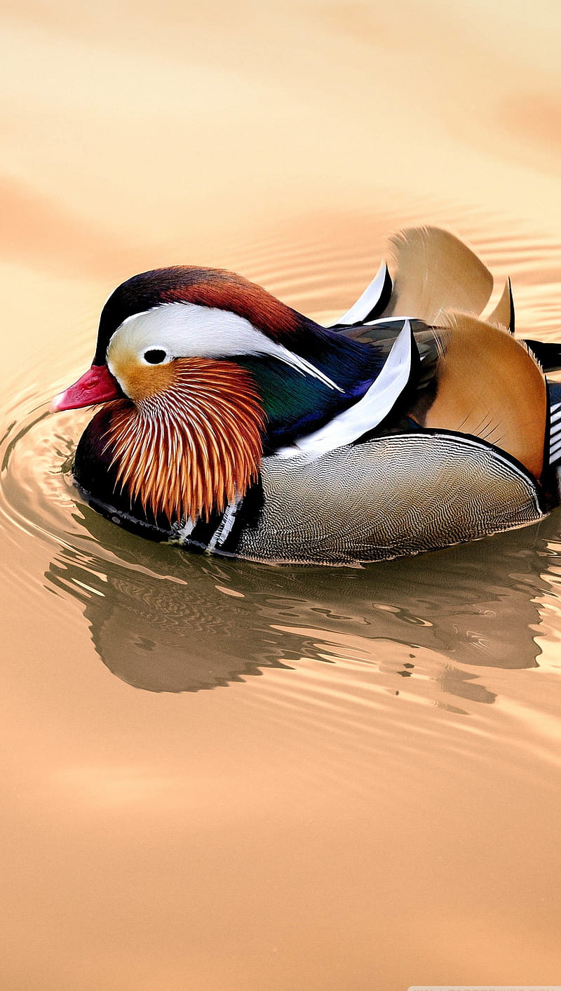 mandarin duck, bird, duck, nature, water, HD phone wallpaper