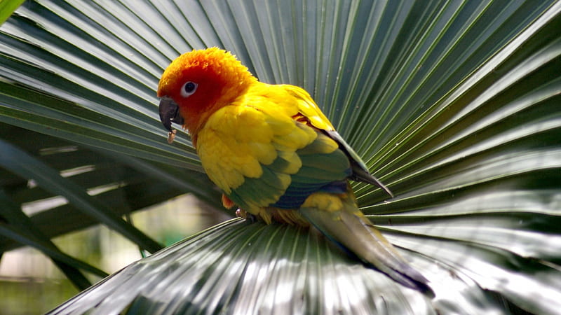 Small Parrot on a Fan Leaf colorful, bonito, parrot, animal, graphy, bird, avian, wide screen, wildlife, HD wallpaper