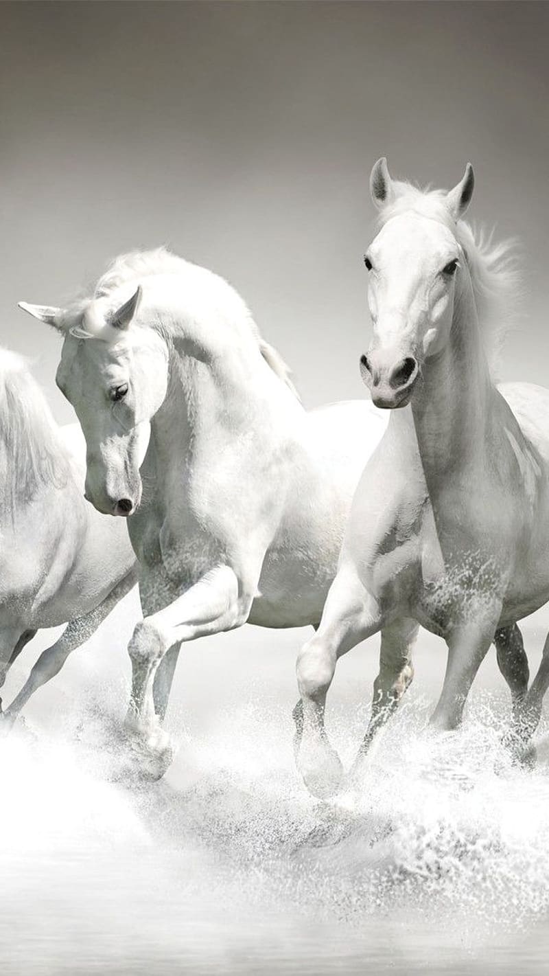 Running Horse In Black And White, running horse, black and white, water, dark effect, HD phone wallpaper