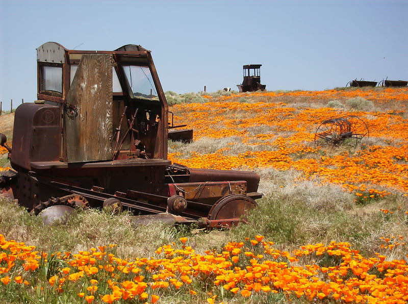 The Poppys, farm, poppy, tractor, california, spring, field, HD wallpaper