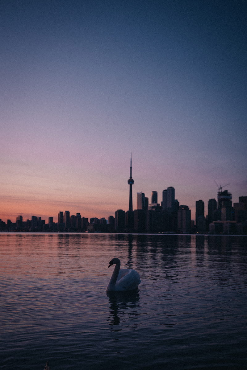 swan, city, tower, buildings, sunset, HD phone wallpaper