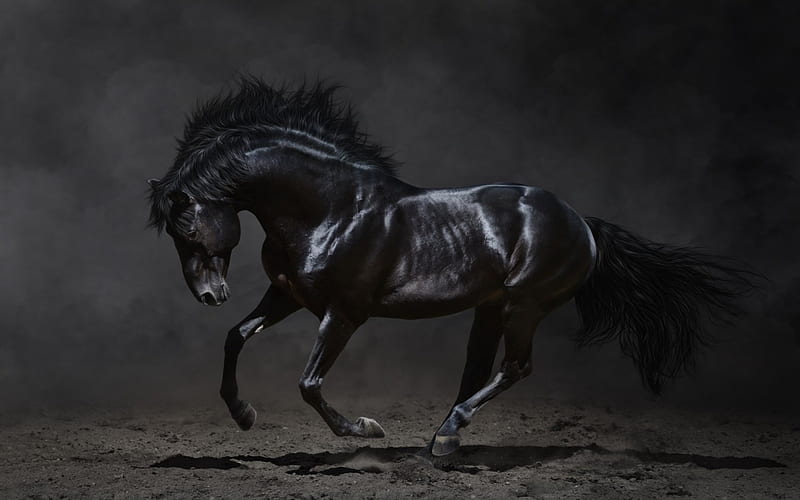 Black Stallion, stallion, friesian, black, cavalo, horse, animal, HD wallpaper