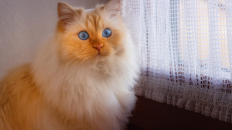 White Eyes Cat Is Standing Near Curtains Cat, HD wallpaper