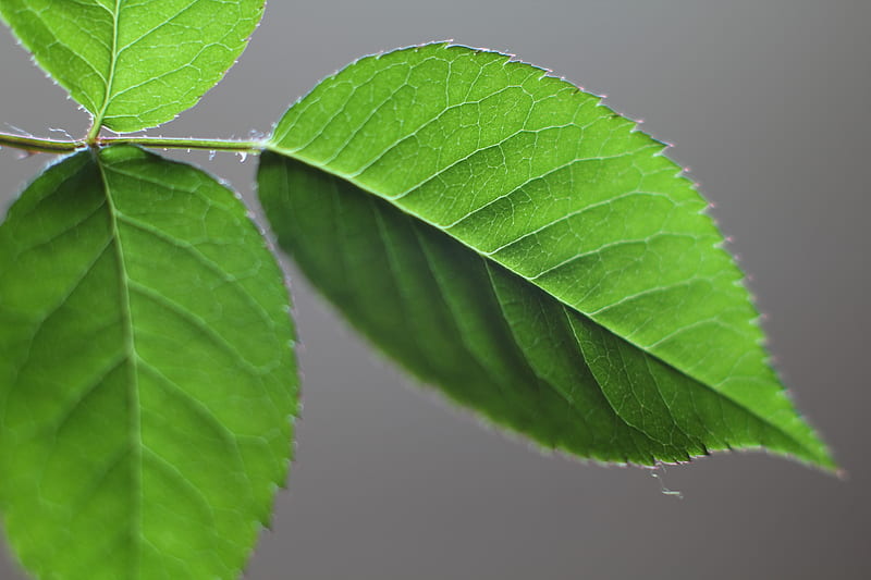 green ovate leaf plant, HD wallpaper