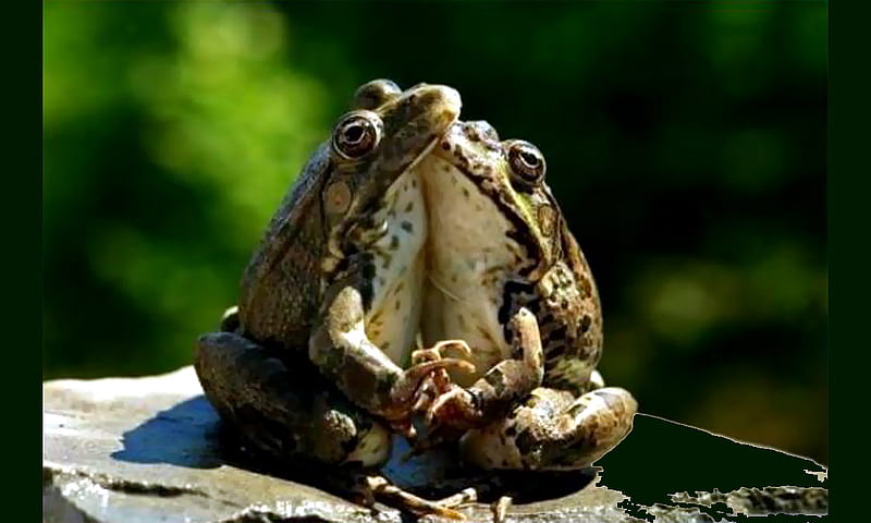 Frogs in love, frogs, amphibians, croaking, love, toads, HD wallpaper