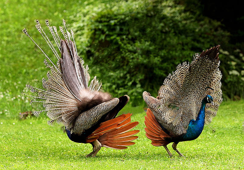 Dance-competition, grass, peacock, birds, colors, nature, dance, trees,  animals, HD wallpaper | Peakpx