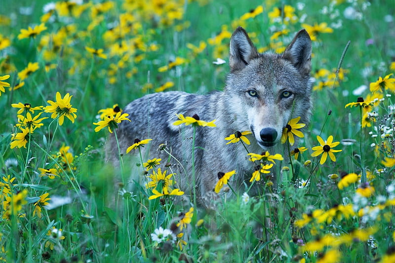 Wolf in Summerfield, predator, petals, leaves, coneflower, HD wallpaper