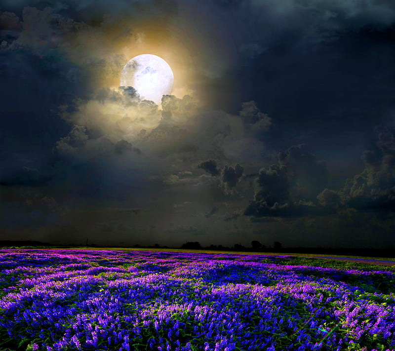 Moonlight Field, flowers, light, nature, night, purple, HD wallpaper