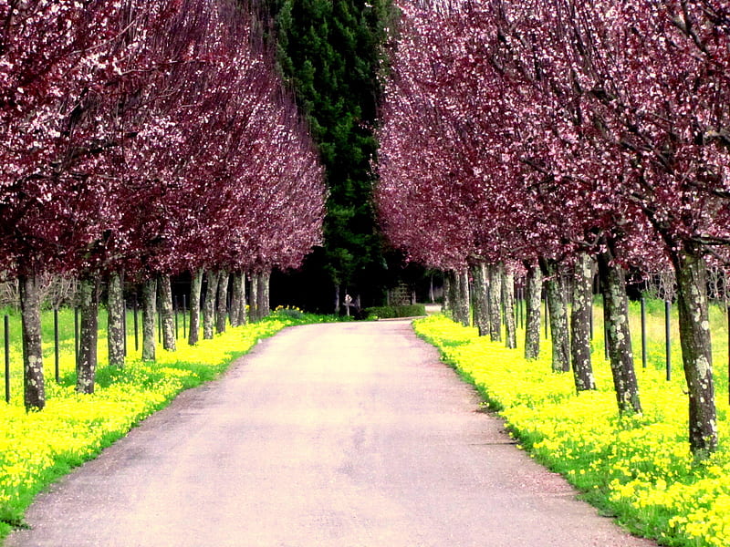Blossom Trail, grass, apples, bonito, trees, trunks, inspiring, blossoms, flowers, path, trail, road, pink, HD wallpaper