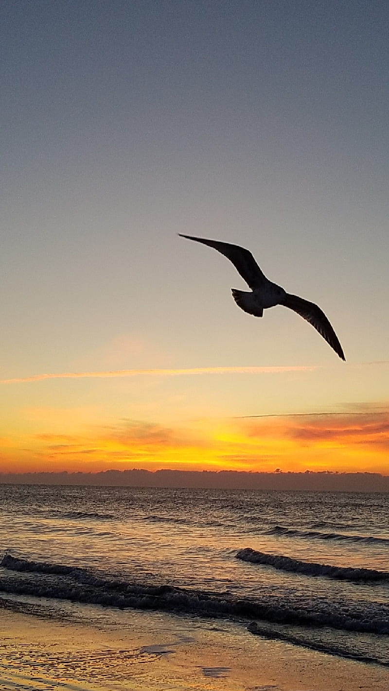 Gull at Sunset, orange, sea, yellow, HD phone wallpaper