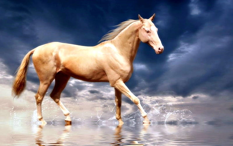 Akhal-Teke Horse, Water, Akhal Teke, Horse, Mare, HD wallpaper