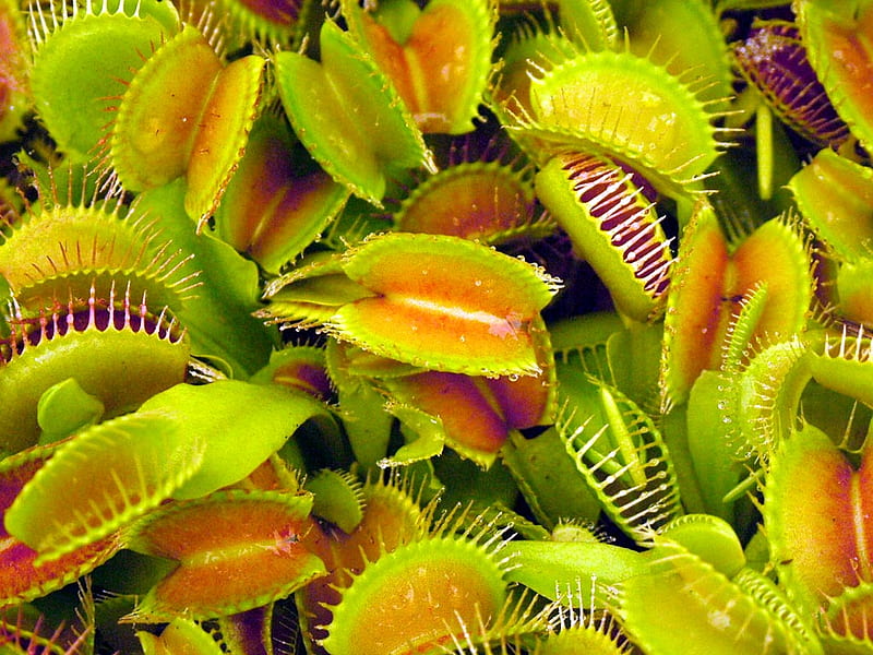 Insect Nightmare, fly, venus, jaws, plant, flesh, flower, venus fly trap, HD wallpaper