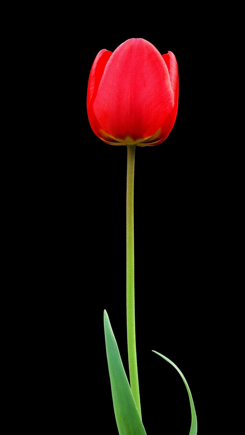 Red Tulip, black, easter, flower, green, leaf, nature, nice, HD phone wallpaper