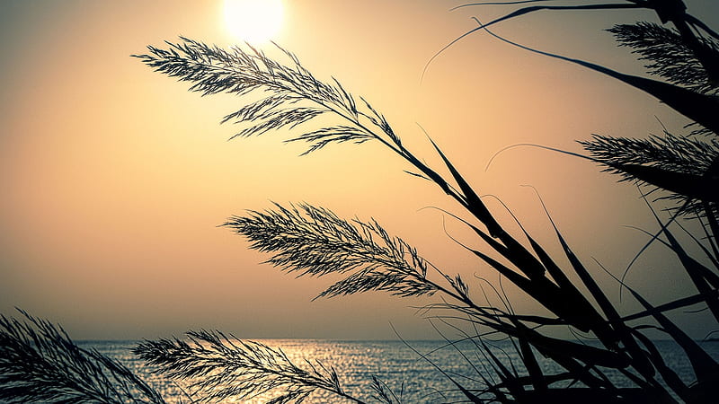 Grass Fronds, Sea, Sky, Grass, Sun, HD wallpaper