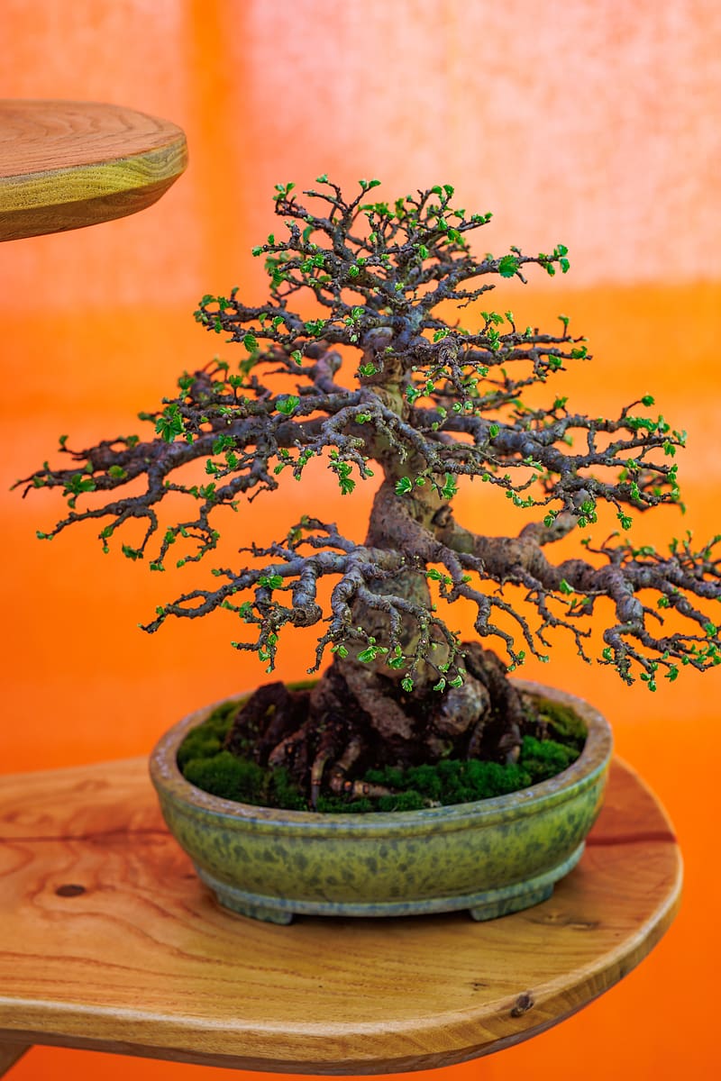 bonsai, tree, plant, japan, HD phone wallpaper