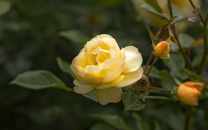 Yellow Rose, Yellow, Rose, Flower, Bud, HD wallpaper | Peakpx