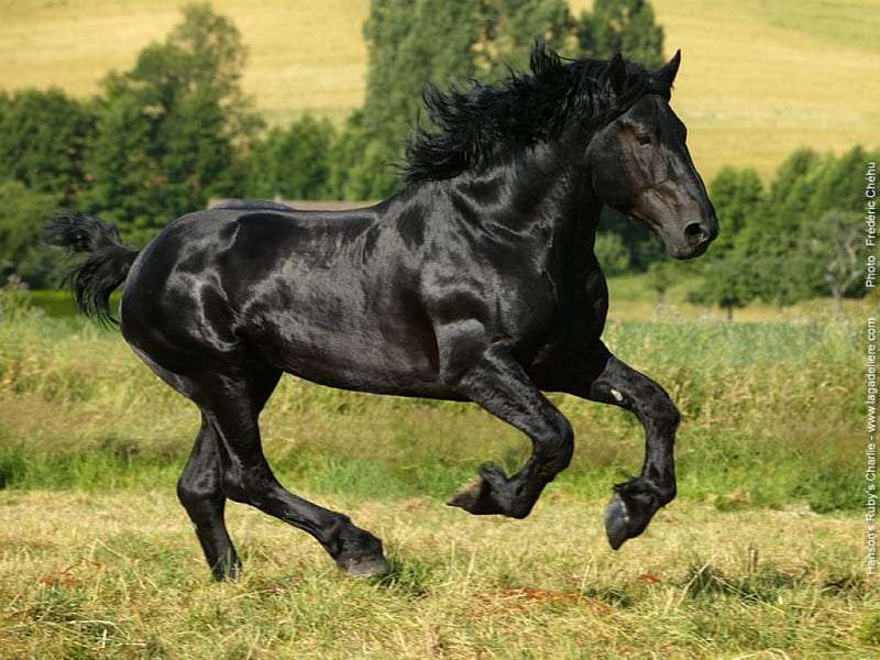 Etalon, percheron negro, negro, caballo, animales, percheron, Fondo de  pantalla HD | Peakpx
