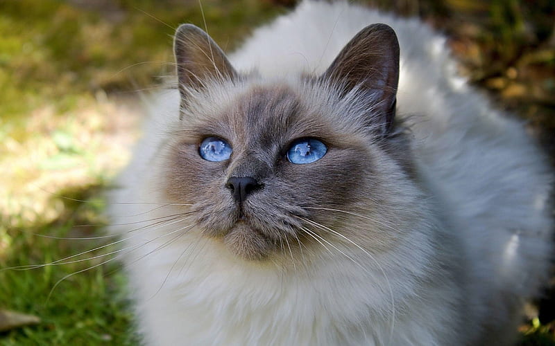 Ragdoll Cat, muzzle, denectic cat, cute animals, gray cat, ragdoll, blue eyes, cats, pets, Ragdoll, HD wallpaper