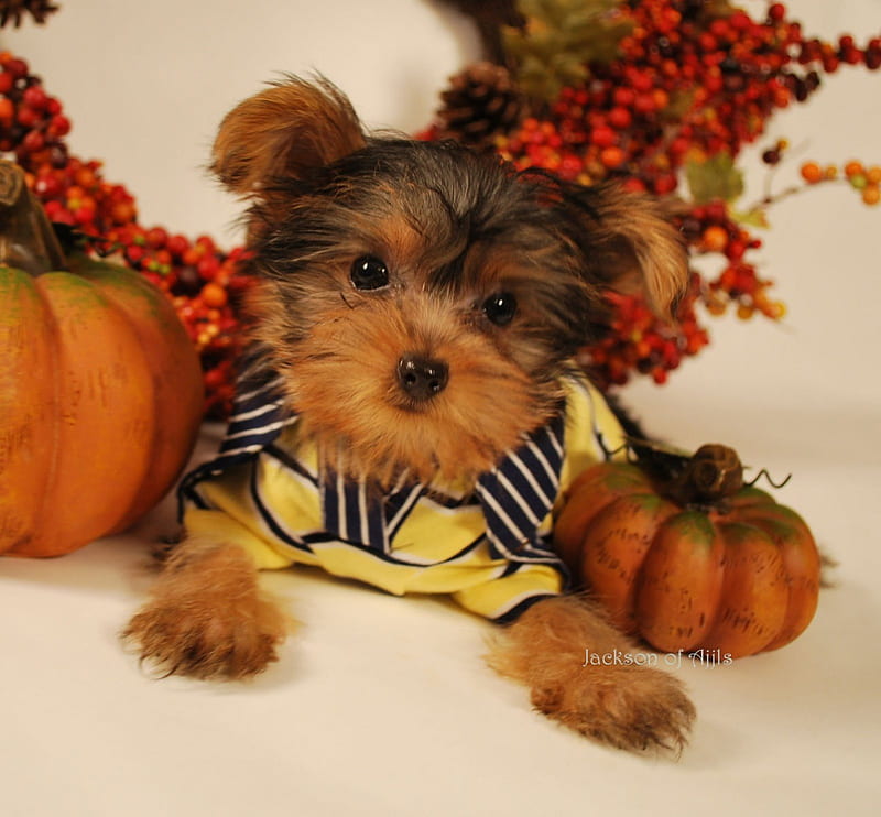 So tiny and so sweet, orange, halloween, sweet, pet, tiny, love, siempre, animals, dogs, pumpkins, HD wallpaper