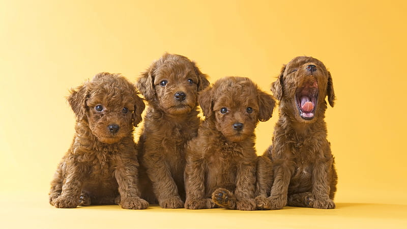 Fuzzy Puppies, poodles, litter, cute, fuzzy, pet, puppies, lovable, Firefox Persona theme, dogs, pups, HD wallpaper