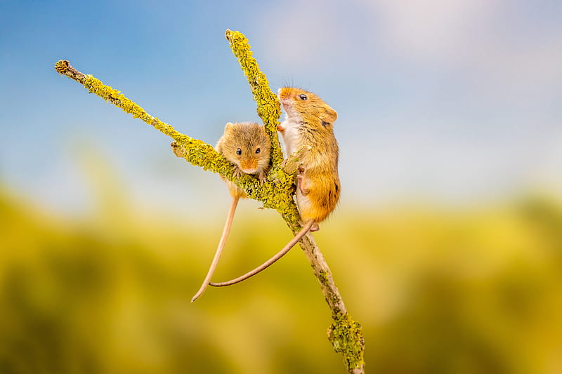 Animal, Mouse, Rodent, Wildlife, HD wallpaper