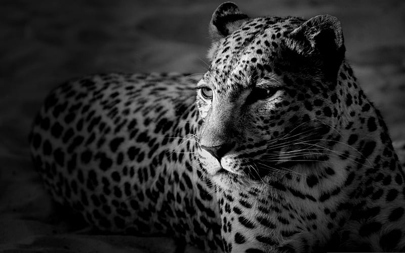 black and white jaguar-Wildlife, HD wallpaper