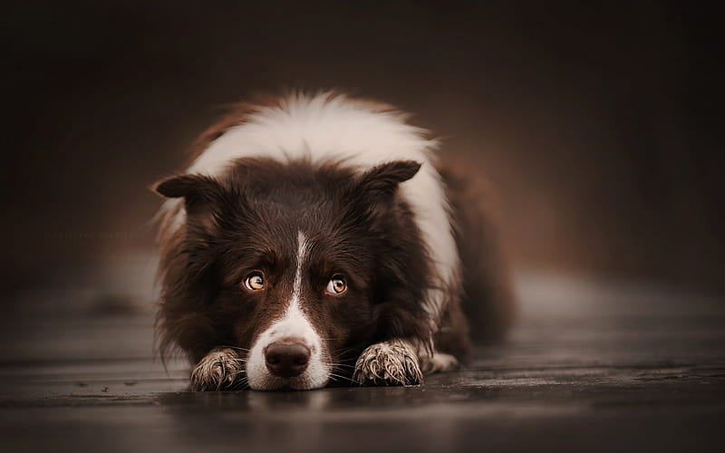 Waiting, cute, border collie, brown, caine, paw, animal, dog, HD wallpaper