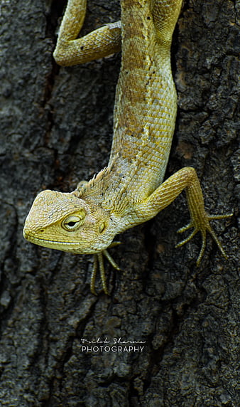 Chameleon, lizard, HD phone wallpaper | Peakpx