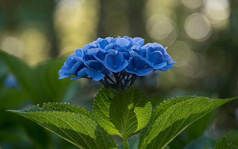 Hydrangea, blue flowers, blue hydrangea, beautiful blue flower, blur, HD wallpaper