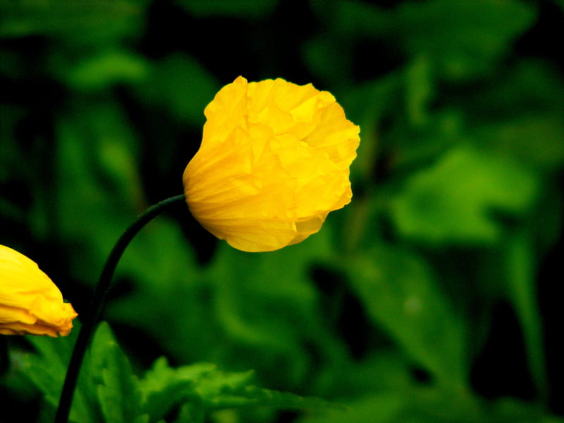 Yellow poppy., poppy, yellow, pretty, garden, HD wallpaper