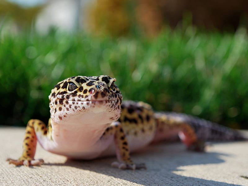 Leopard Gecko, gecko, lizard, reptile, spots, HD wallpaper