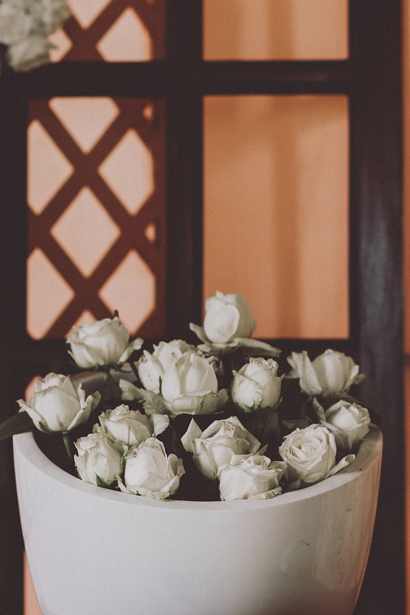 white flowers on brown ceramic pot, HD phone wallpaper