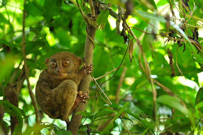 tarsier, Monkey, Primate, Eyes, Humor, Funny, Cute, 11 / and Mobile Background, HD wallpaper
