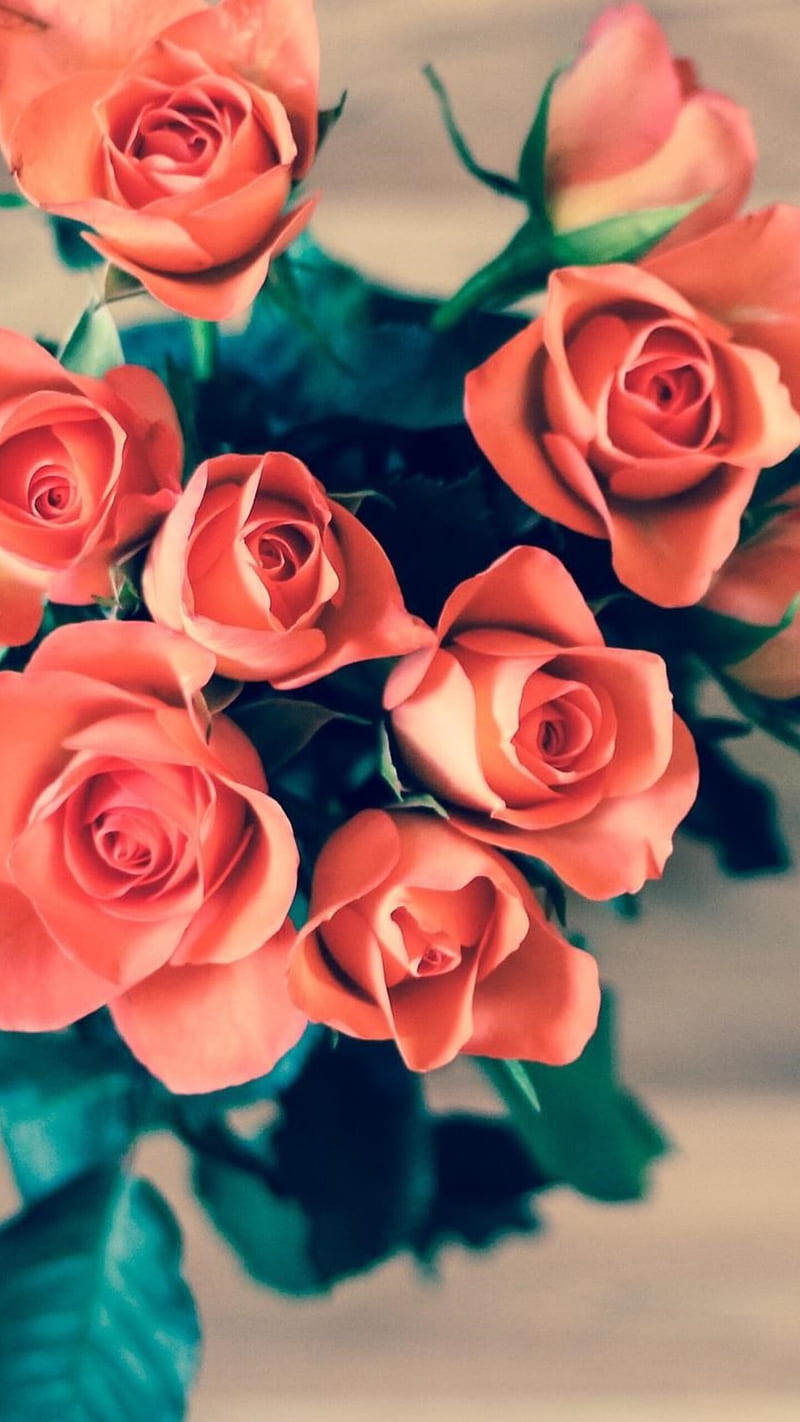 Bouquet of roses , flower, orange, HD phone wallpaper