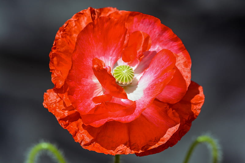 red flower in tilt shift lens, HD wallpaper