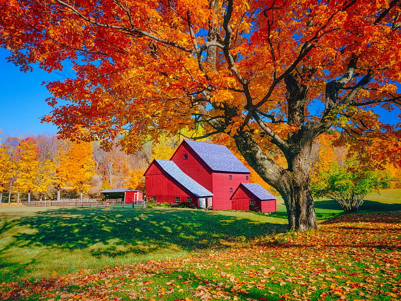 Red barn in fall, countryside, colorful, red, fall, autumn, serenity, bonito, barn, foliage, HD wallpaper