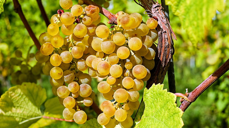 Grapes on the Vine, Fruit, Grapes, Harvests, Vineyards, Fields, Vines, Nature, HD wallpaper