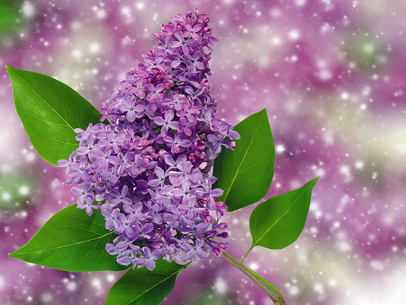 Spring flower, lilac, pretty, lovely, scent, bonito, spring, fragrance, delicate, leaves, nice, flower, violet, tender, HD wallpaper